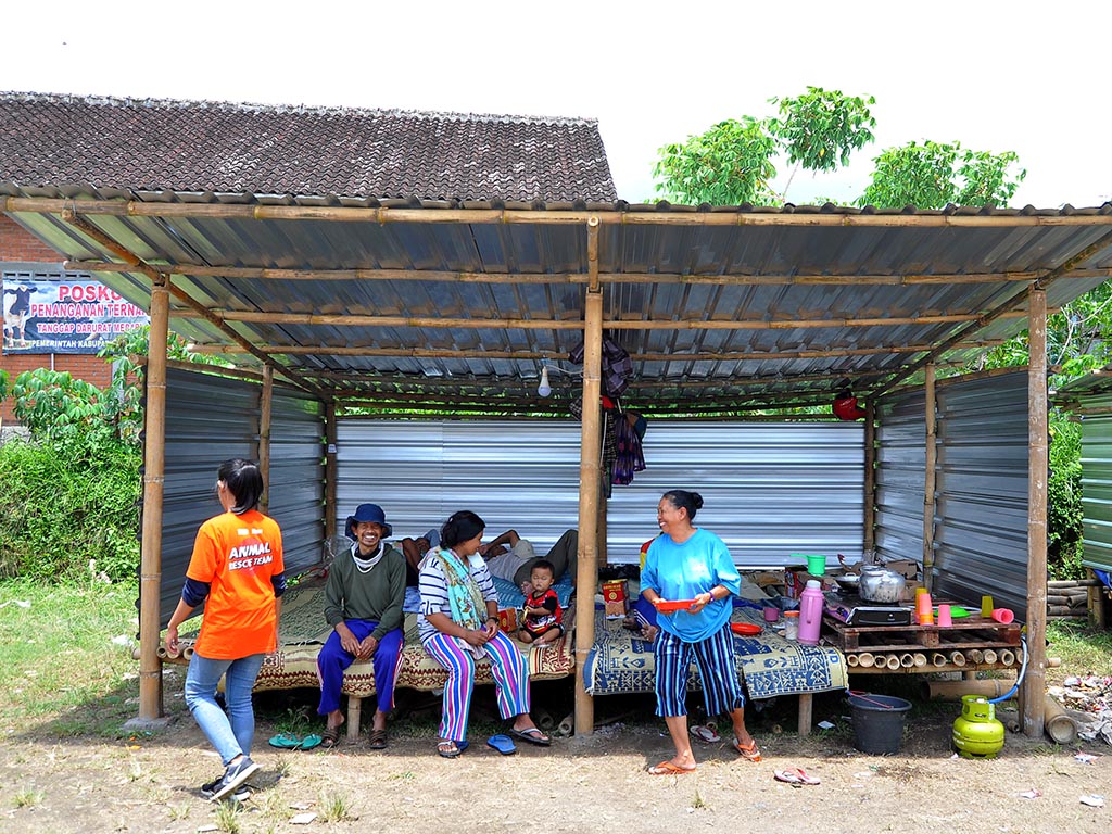 Cerita Ternak Pengungsi Merapi (4)