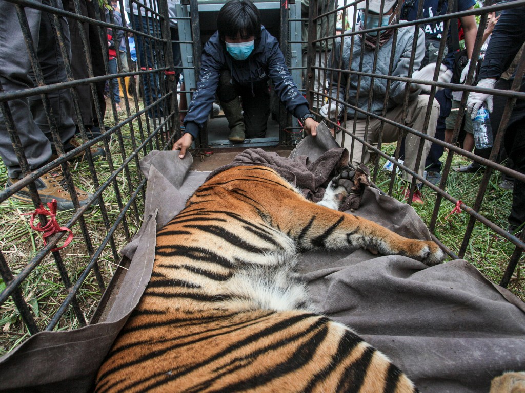 Harimau