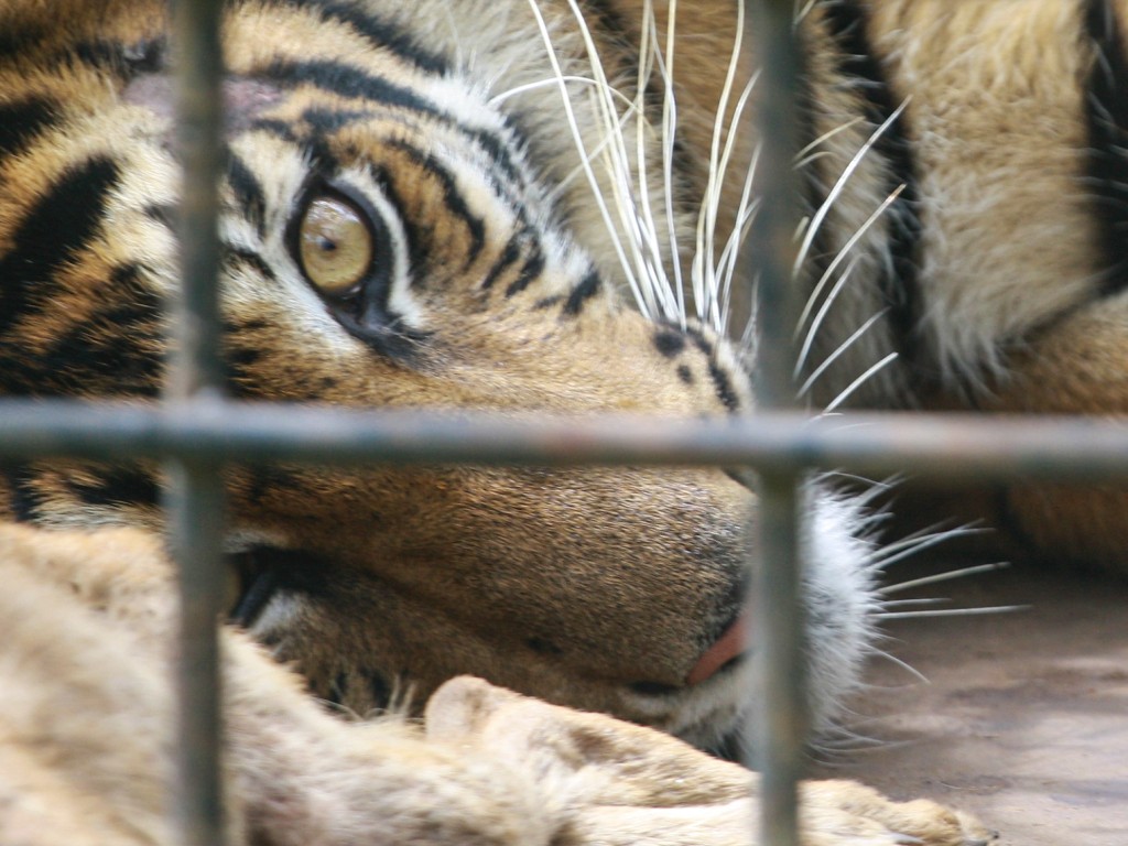Harimau