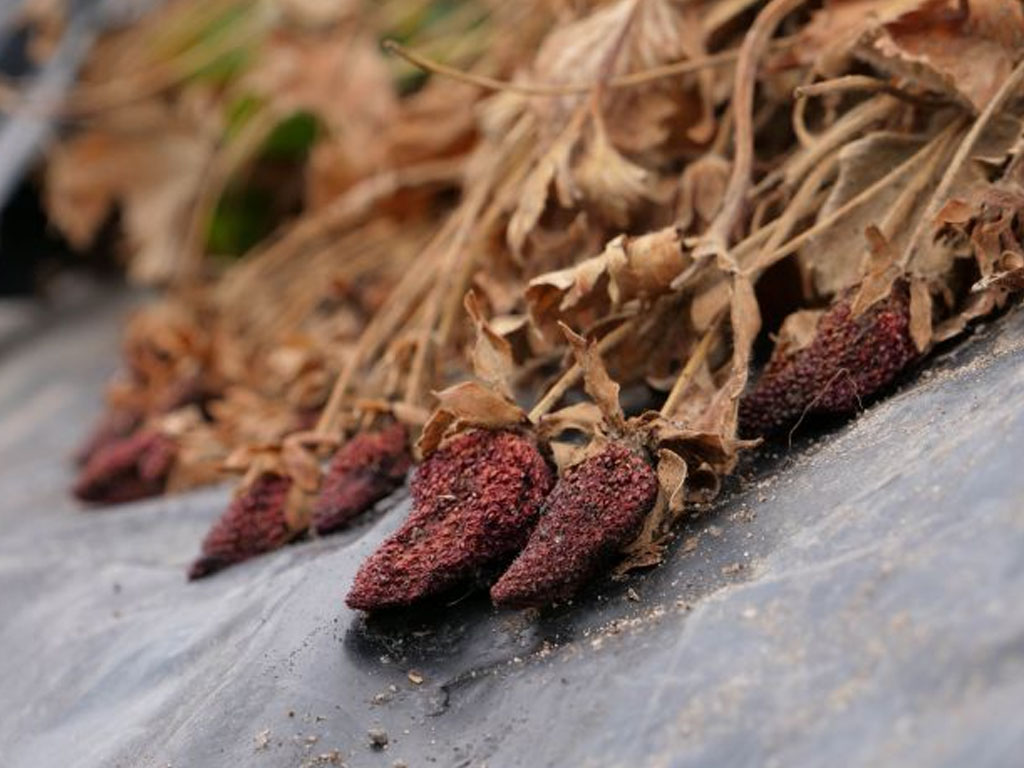buah stroberi
