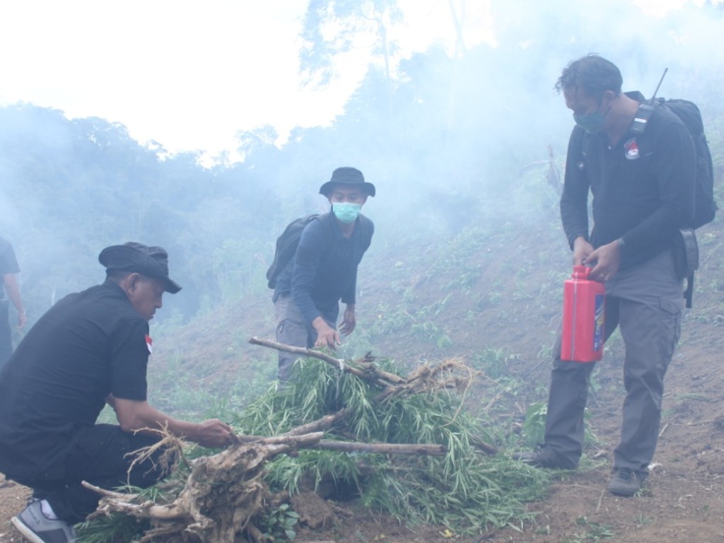 Bareskrim Polri Musnahkan Ganja di Sumut