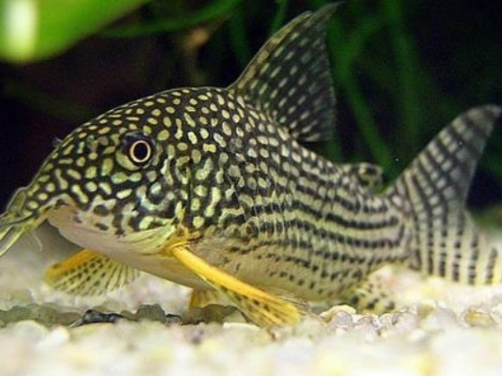 84 Koleksi Ikan Pembersih Akuarium Air Laut HD