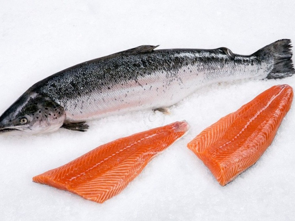 Salmon