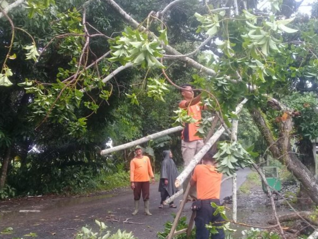 Pohon tumbang