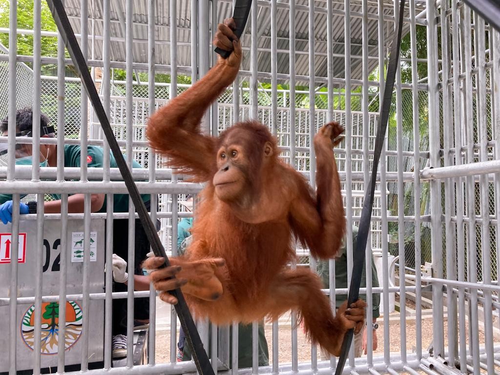 orang utan