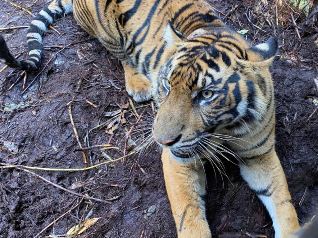 Harimau Sumatera Corina