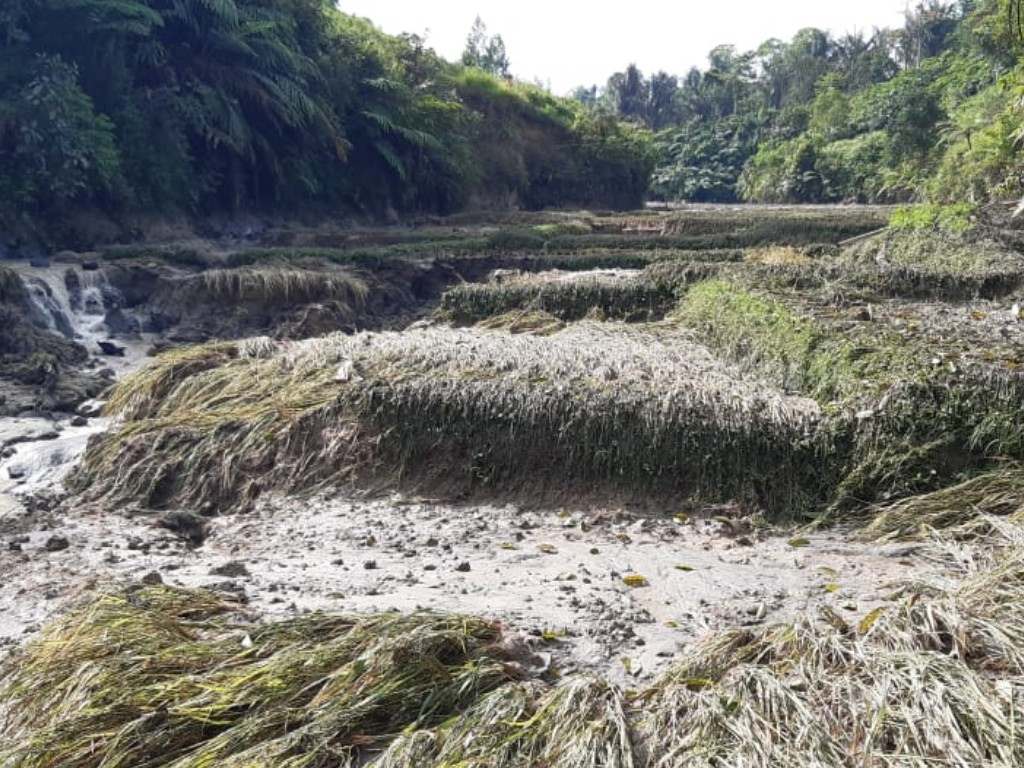 Persawahan Rusak di Dairi