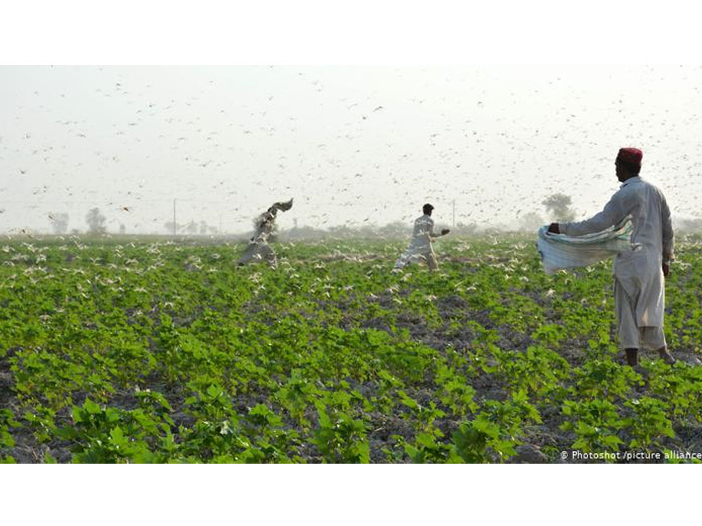 petani pakistan