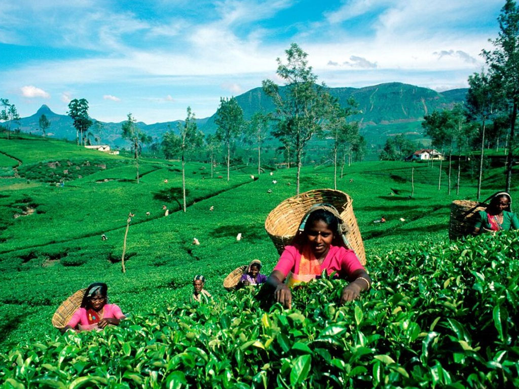 teh sri lanka