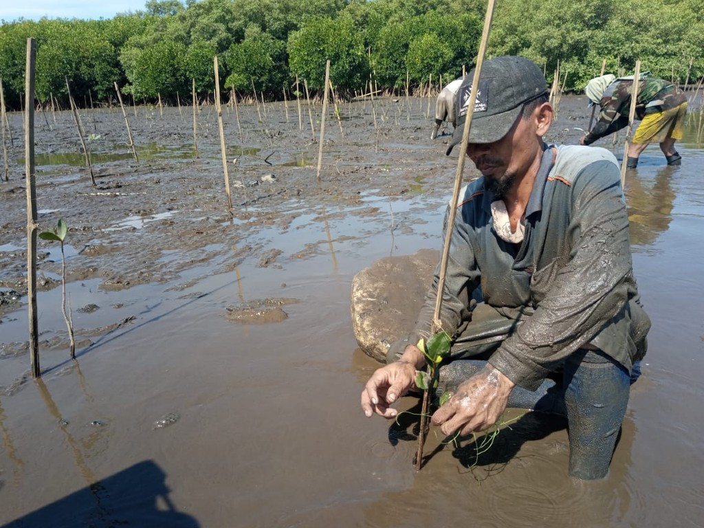 Menanam Mangrove