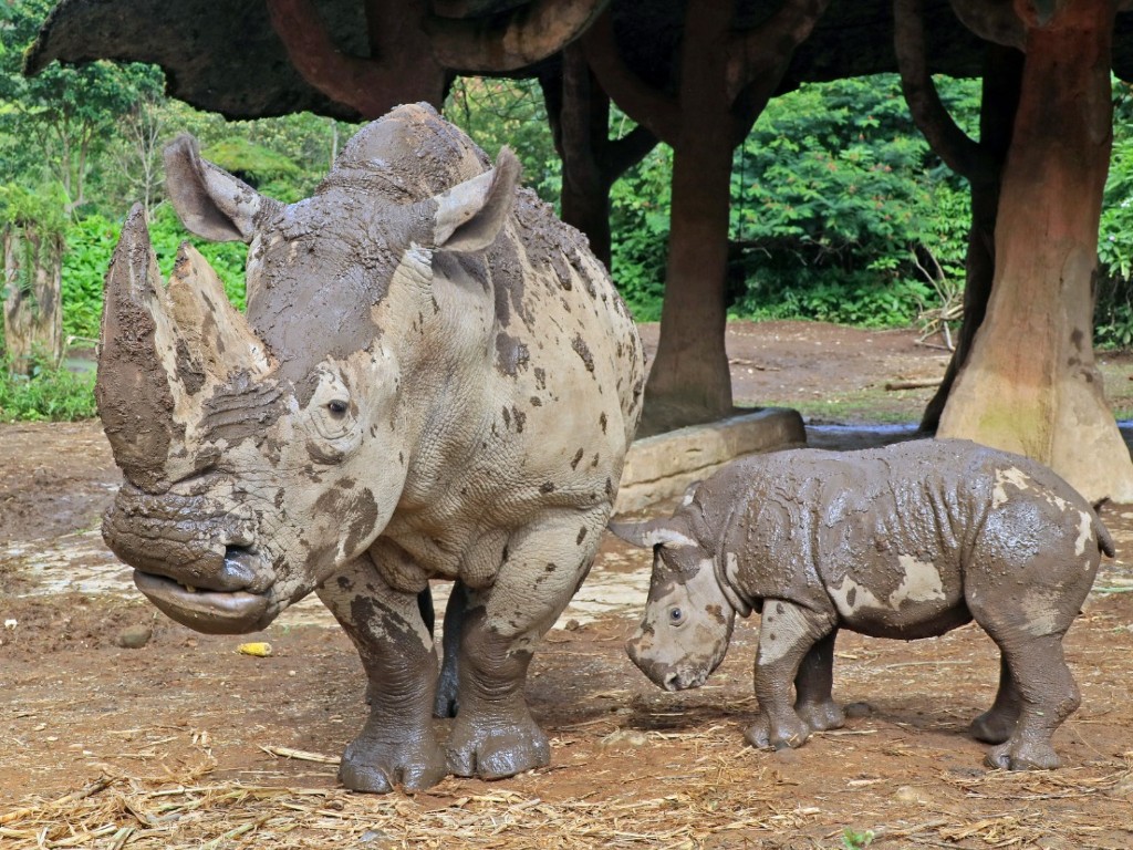 Bayi badak putih betina ‘Azsyifa’