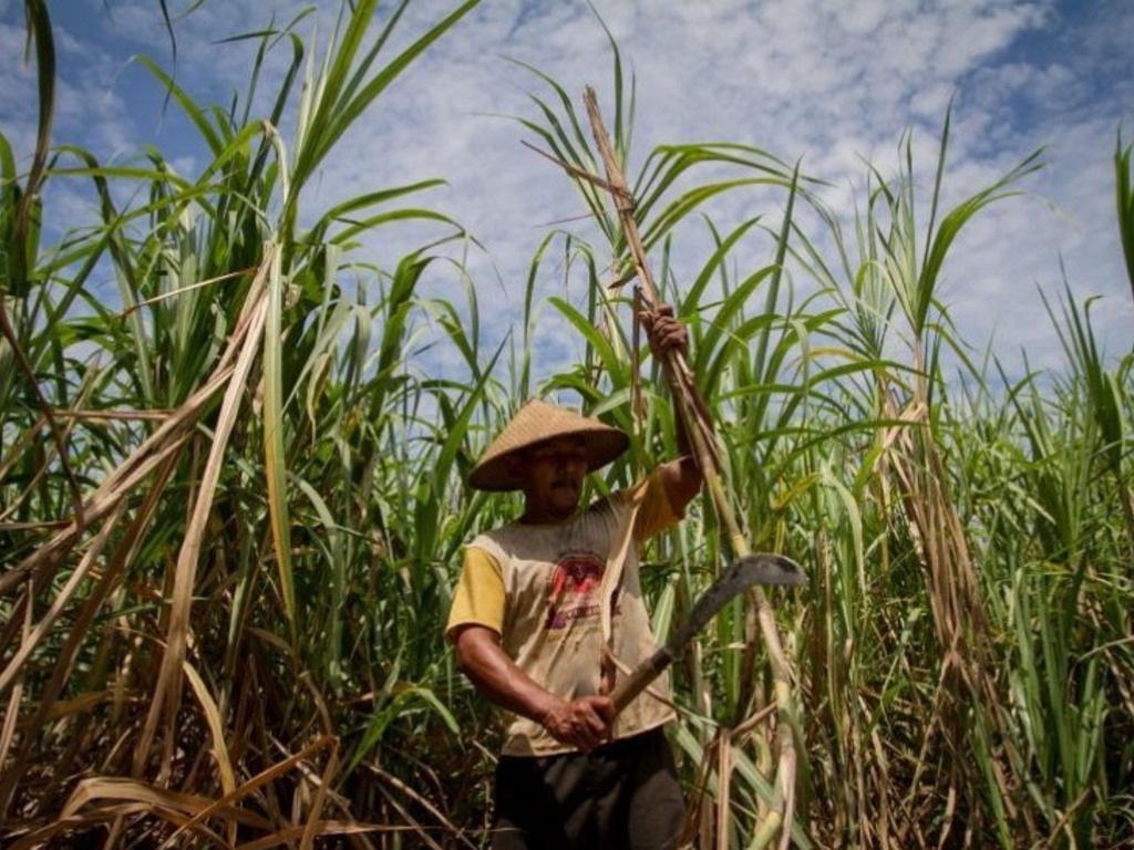 Petani Tebu