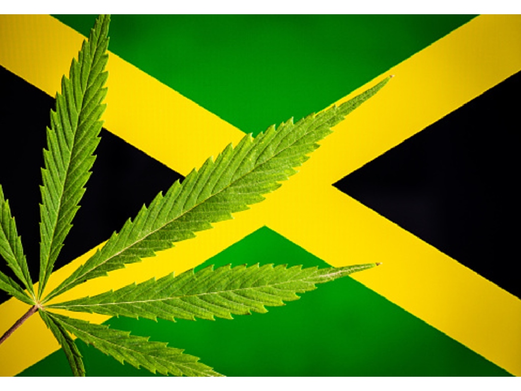 Ilustrasi ganja di Jamaika