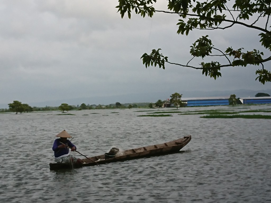 banjir rendam sawah di Kudus