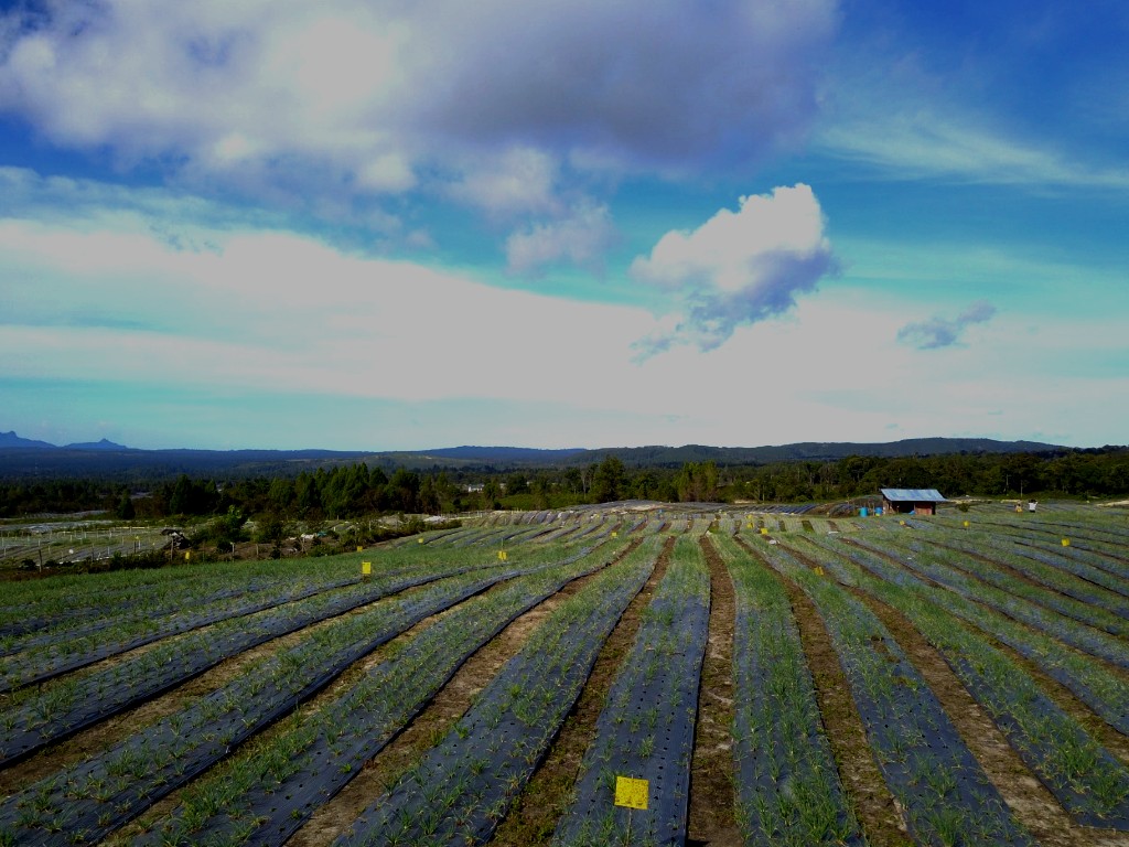 Food estate Sumatera Utara