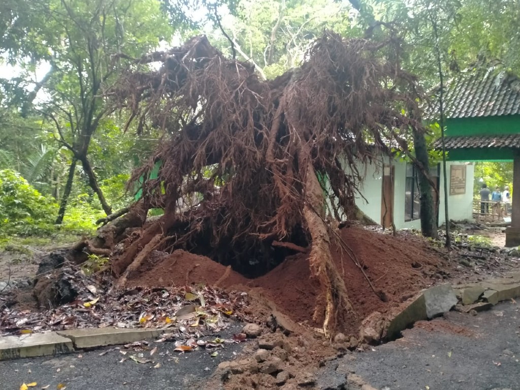 pohon tumbang jepara