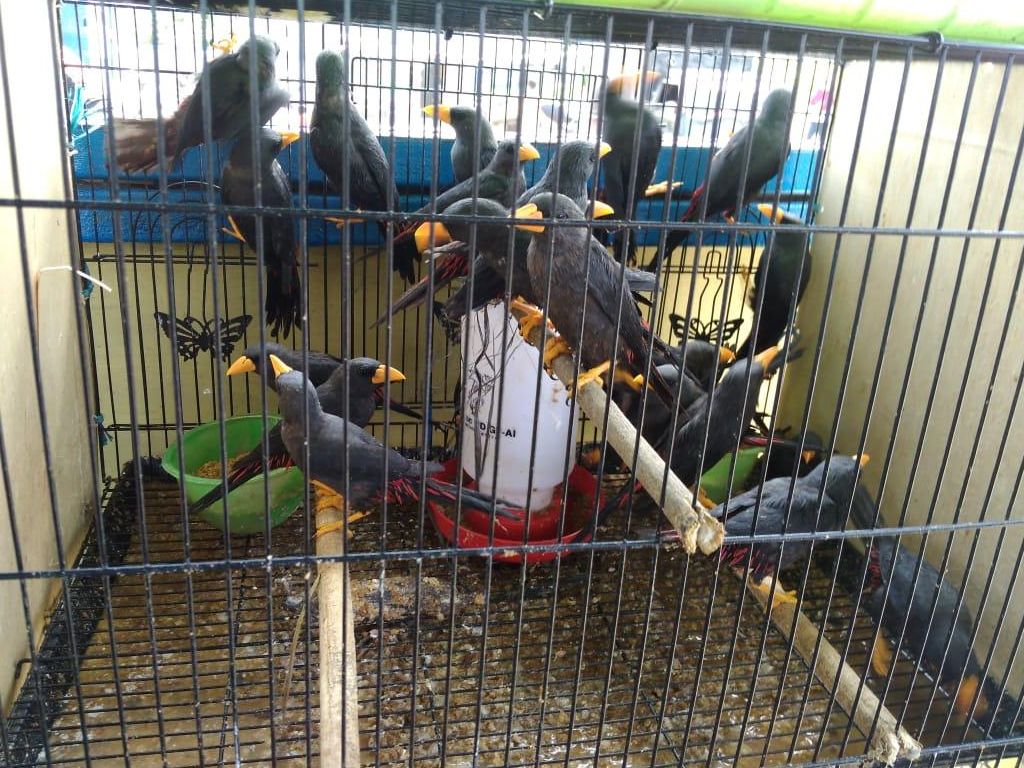 Burung Jalak Tunggir Merah