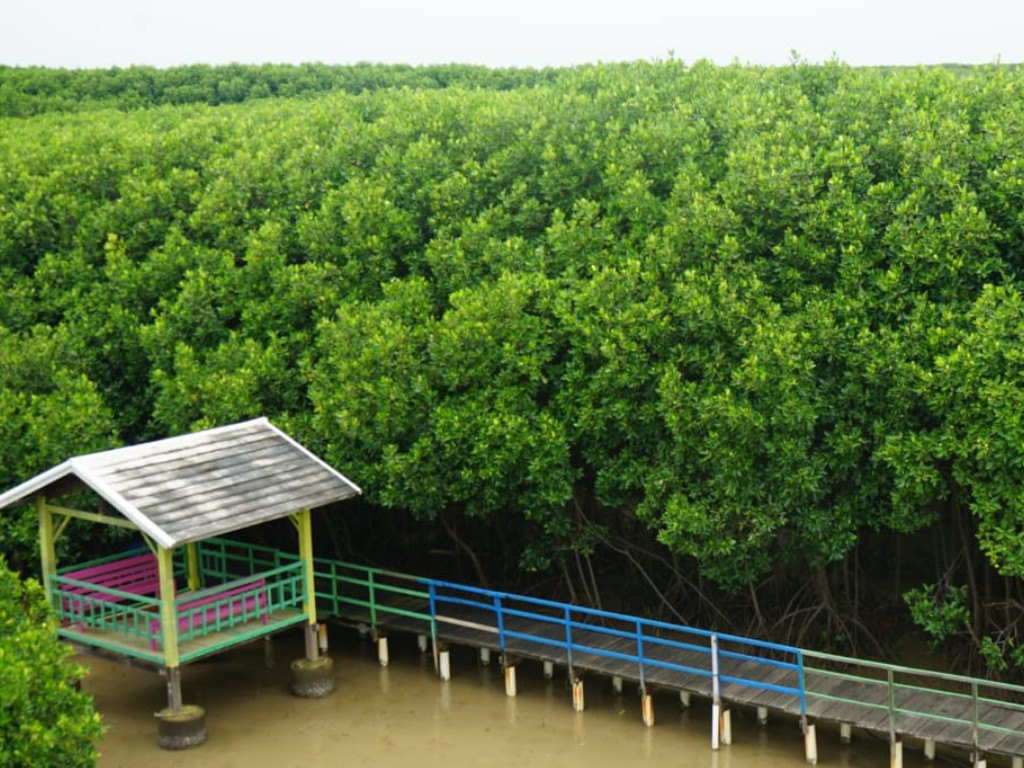Bahari Mangrove Brebes