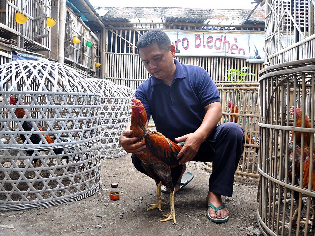 cerita ayam petarung 1