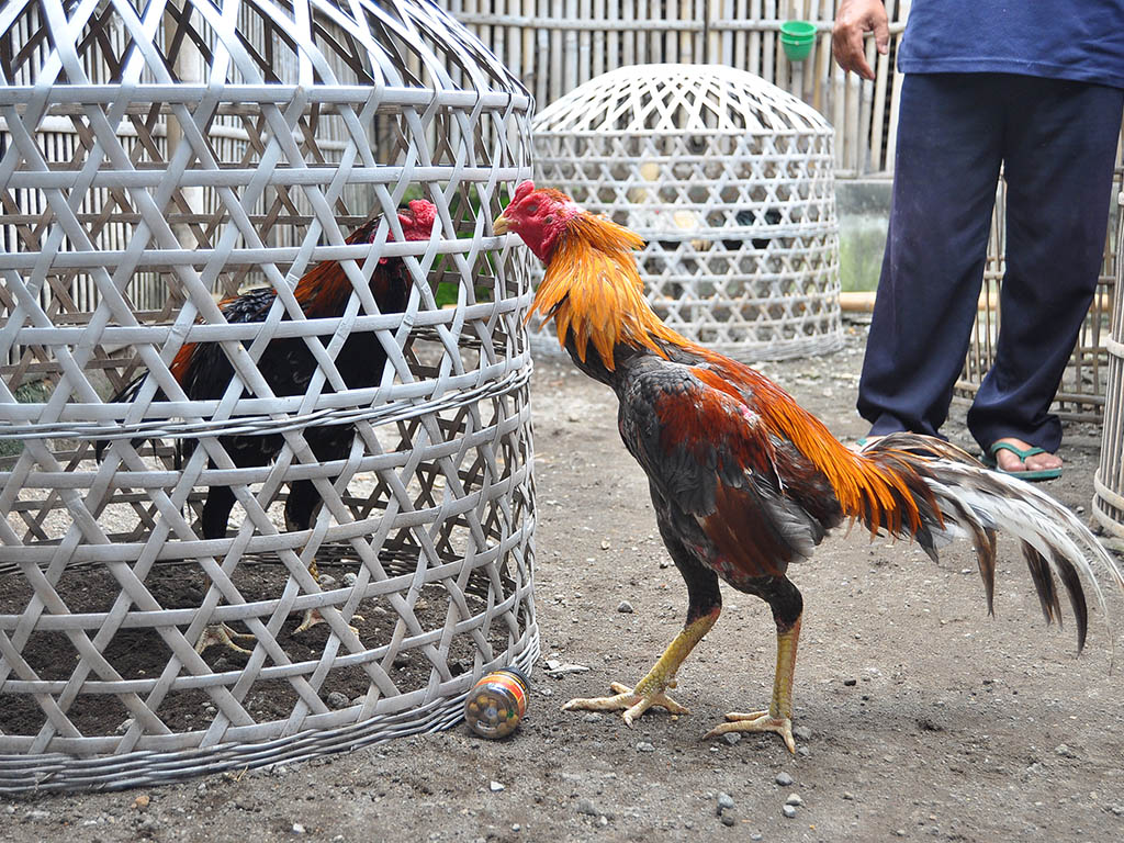 Cerita Ayam Petarung 3