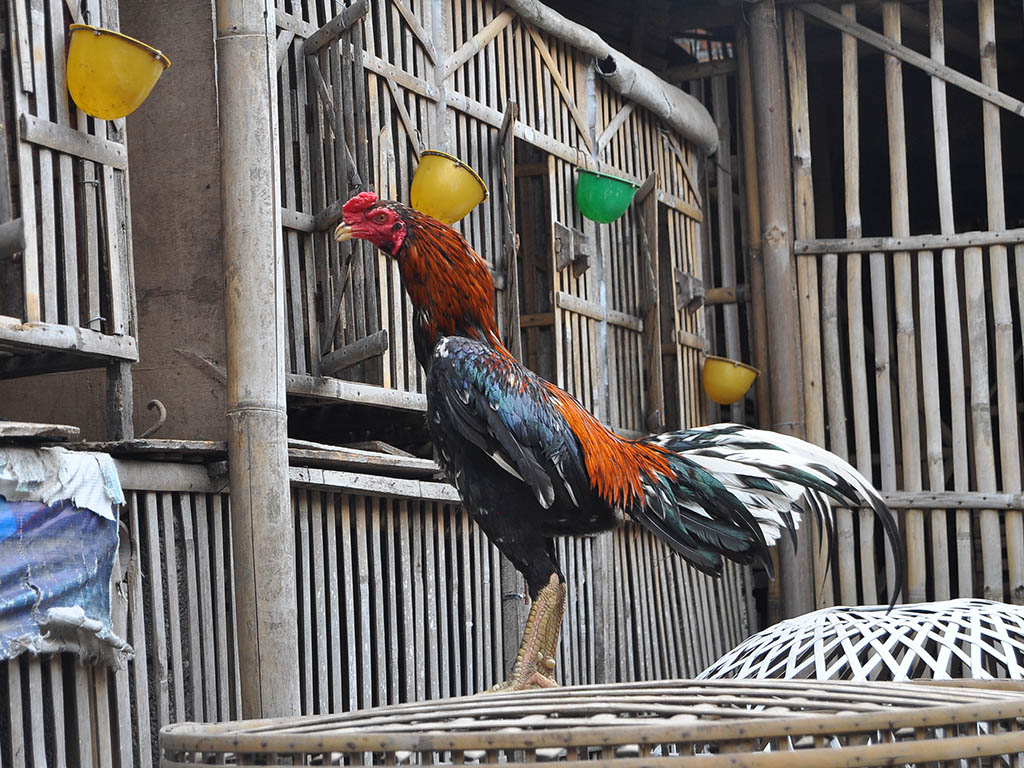 Cerita Ayam petarung 5