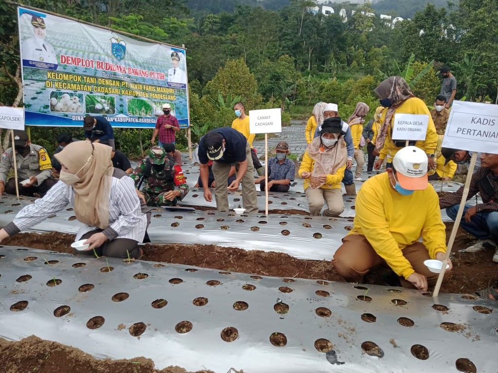 Pandeglang Bawang Putih