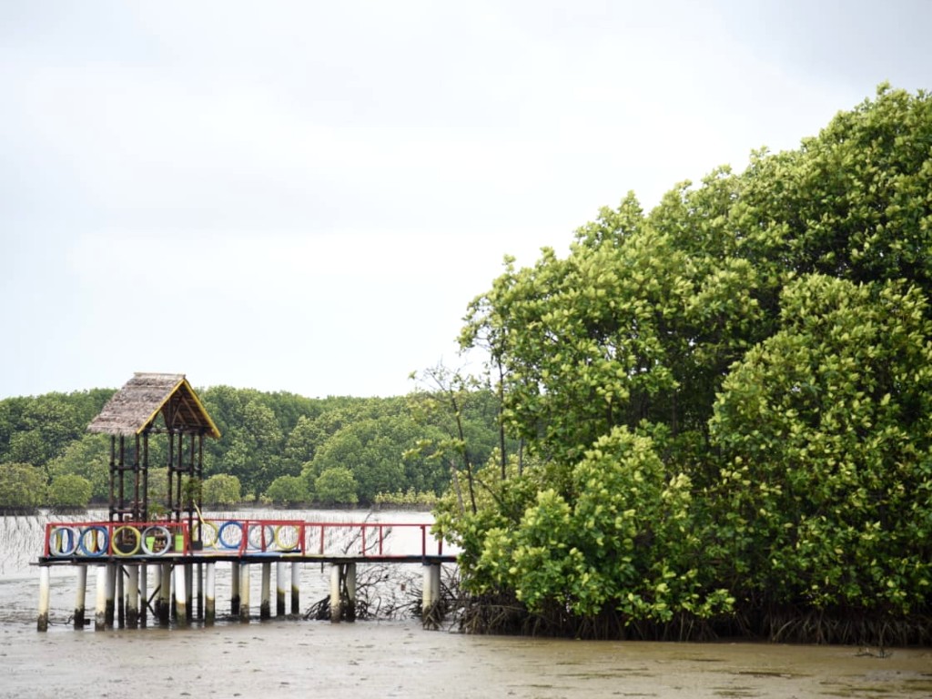 Mangrove