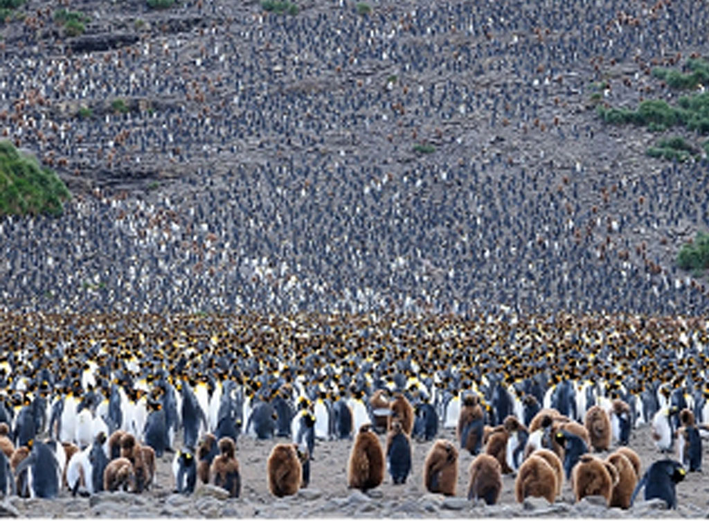 penguin di habitat