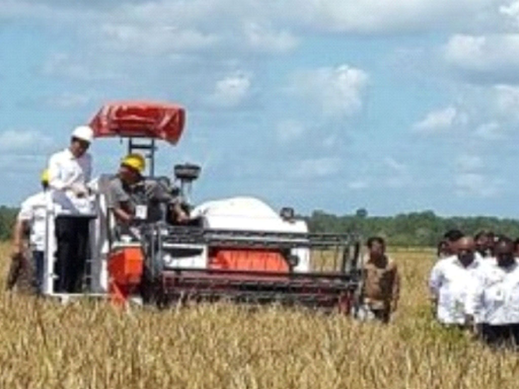 jokowi panen raya papua