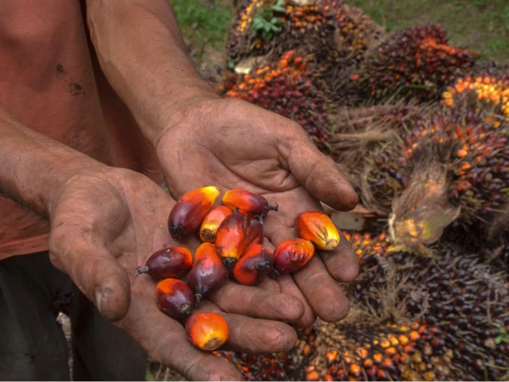 petani sawit