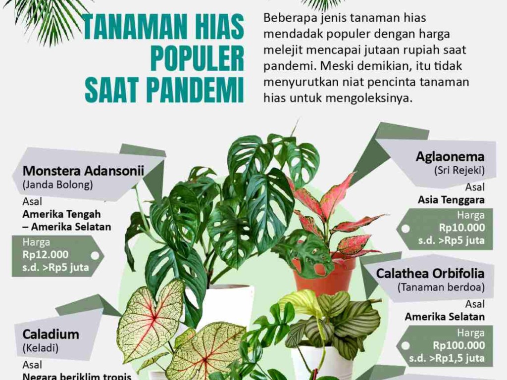 Infografis Tanaman Hias