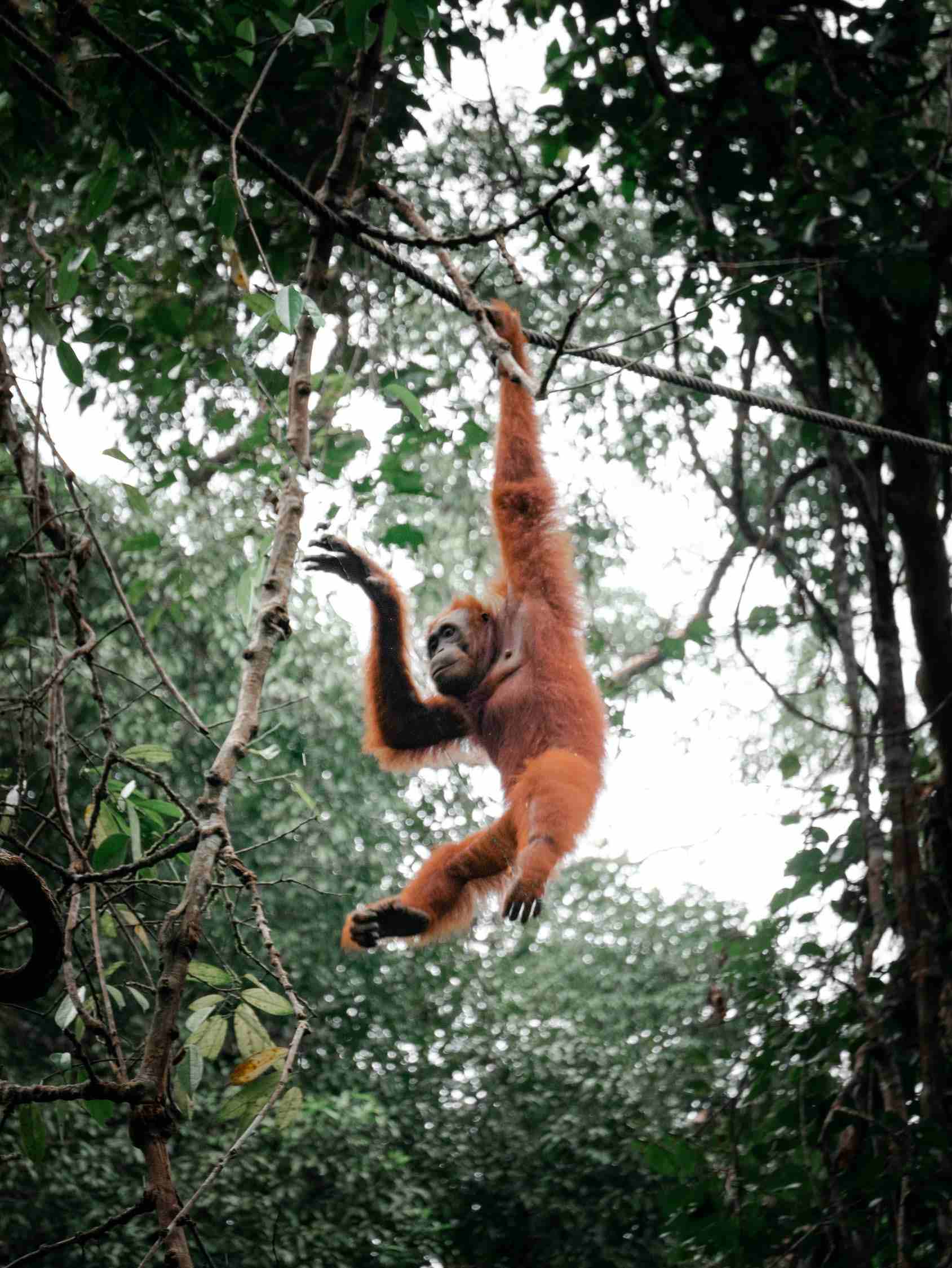 Ilustrasi Kalimantan