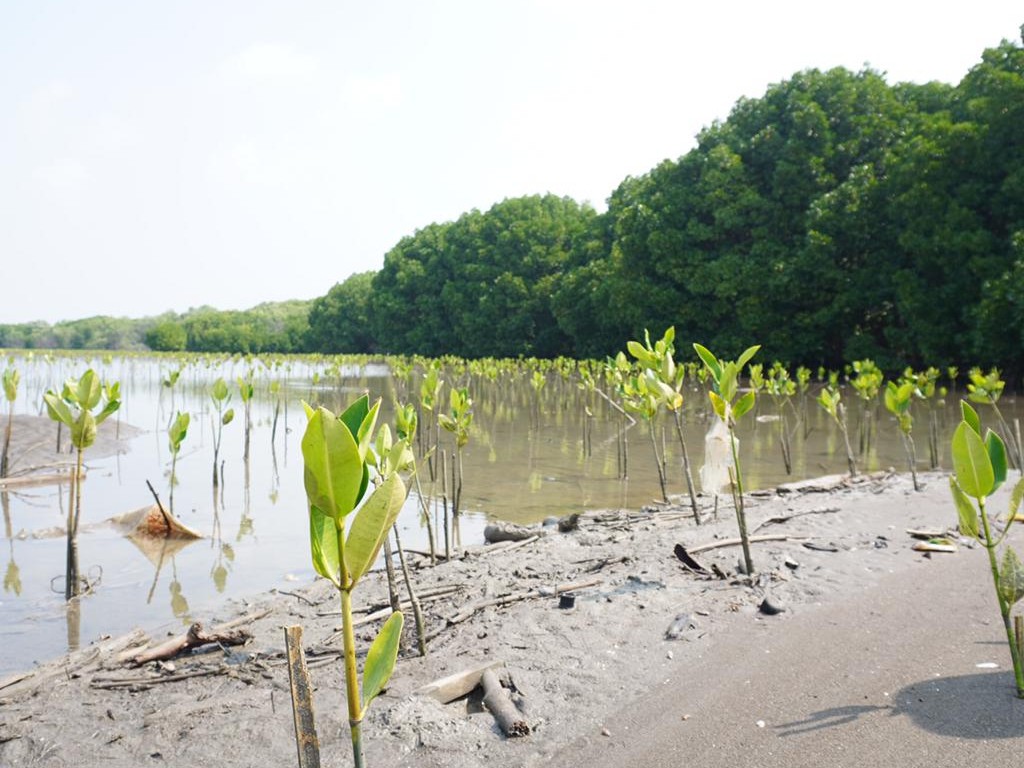 Tamanan mangrove