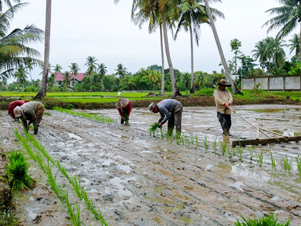 eco farming liliwangsa3