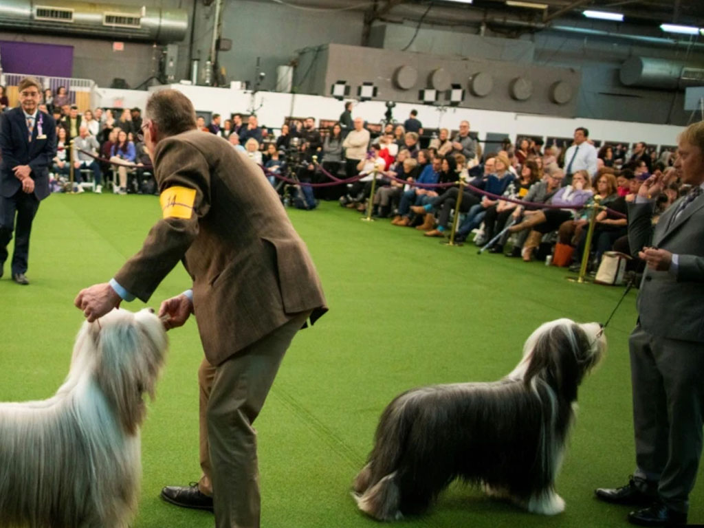 pameran anjing new york