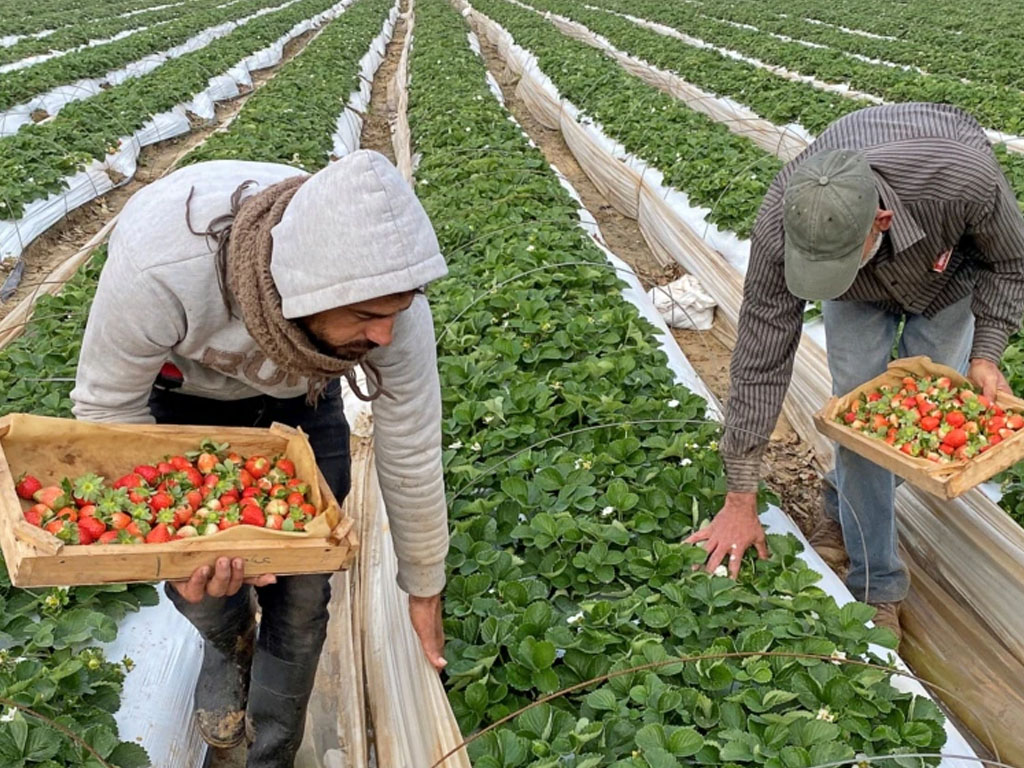 petani palestina