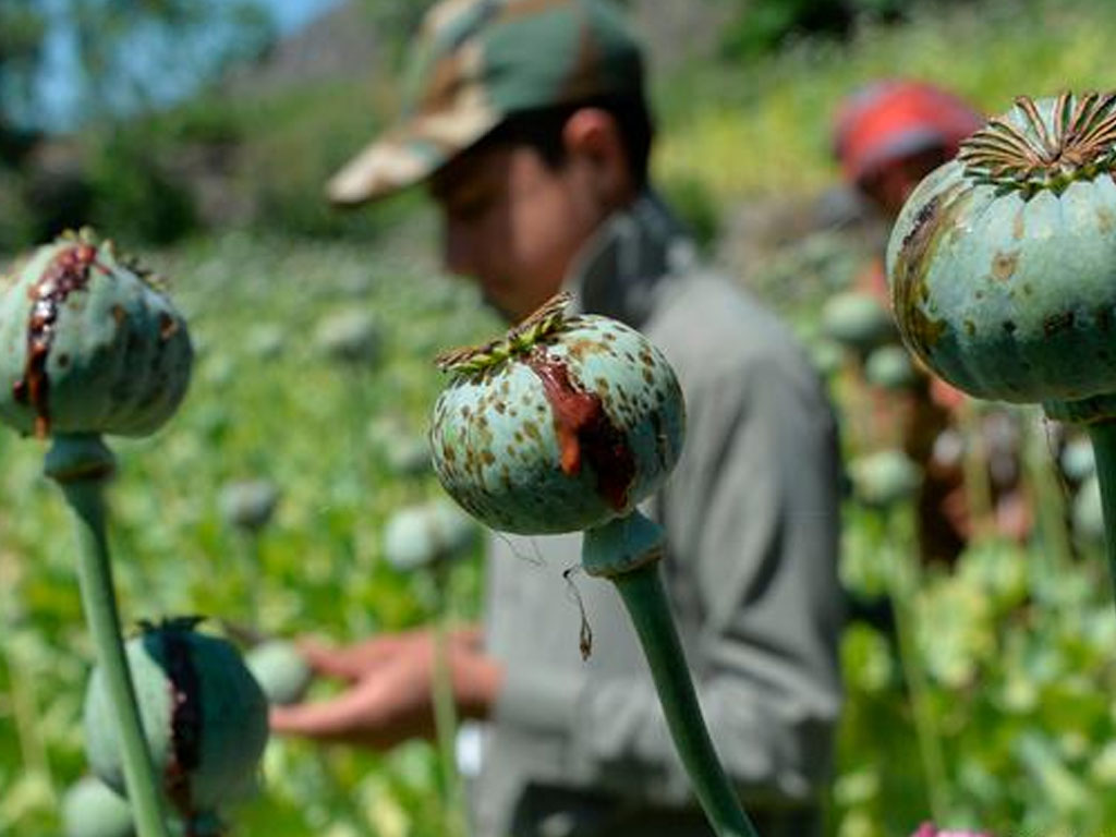 Ladang bunga poppy di Afghanistan