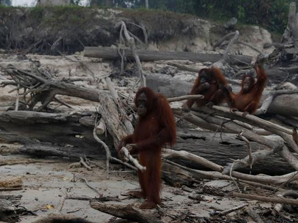 Orangutan di Kalimantan