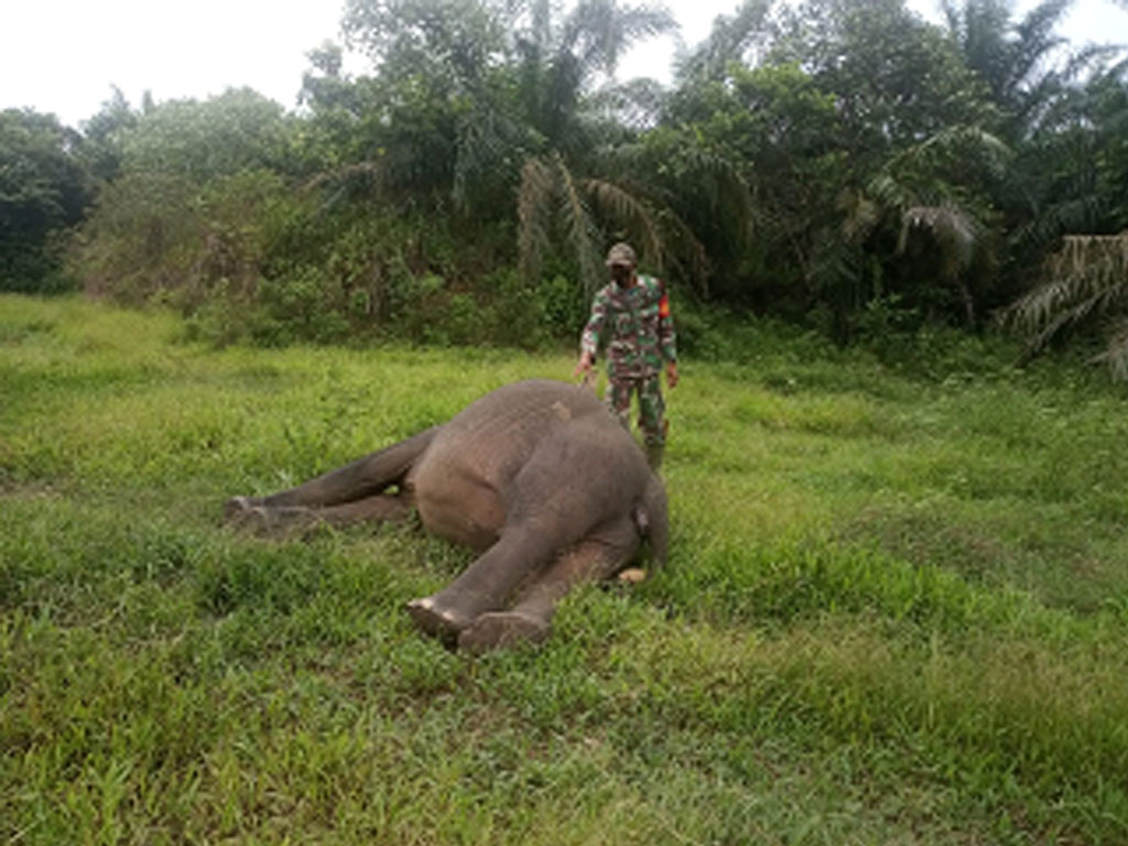 gajah mati di aceh