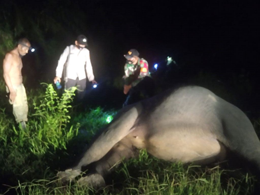 gajah mati di aceh timur