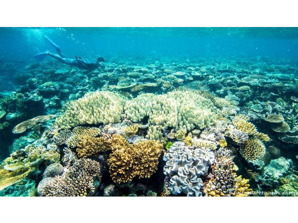 Great Barrier Reef perubahan iklim memicu kerusakan
