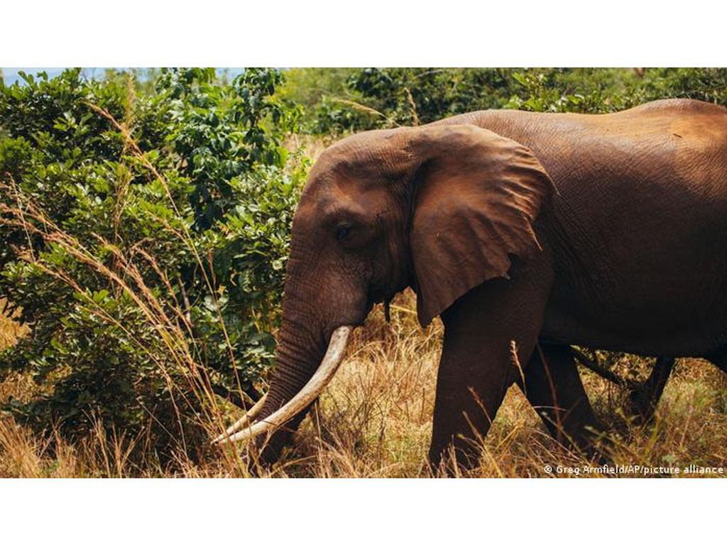 Suaka Margasatwa Selous Tanzania di ujung tanduk