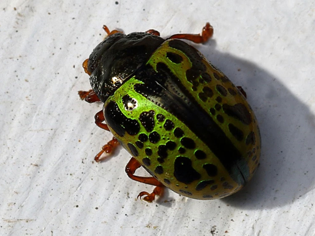 Kumbang Calligrapha