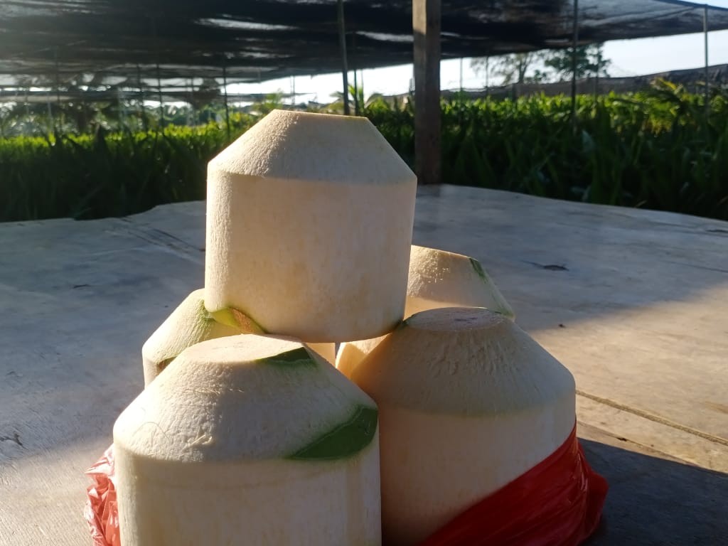 Kelapa Pandan Wangi