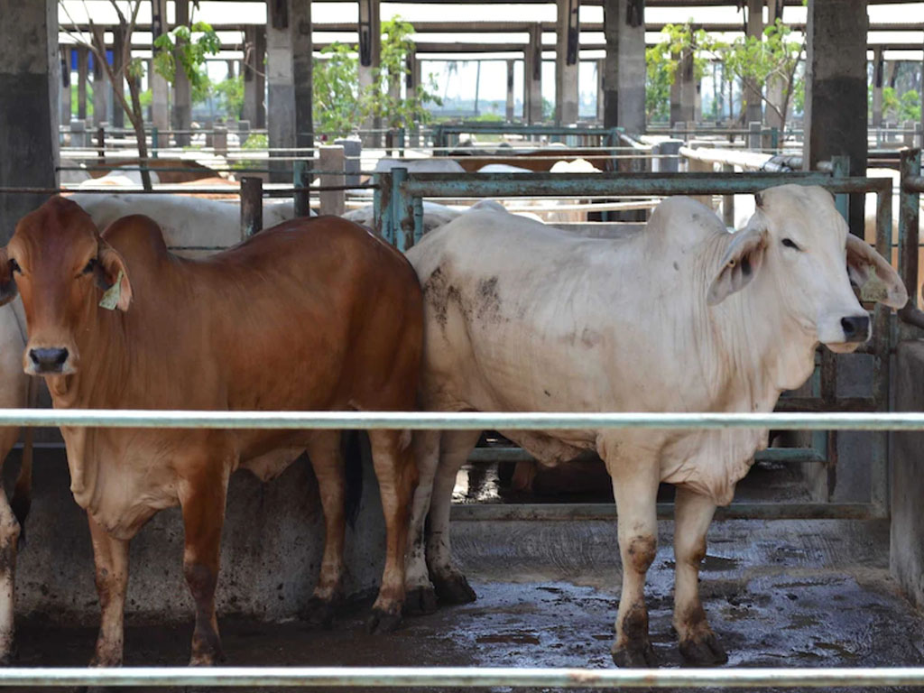 sapi australia di tempat penggemukan di jakarta