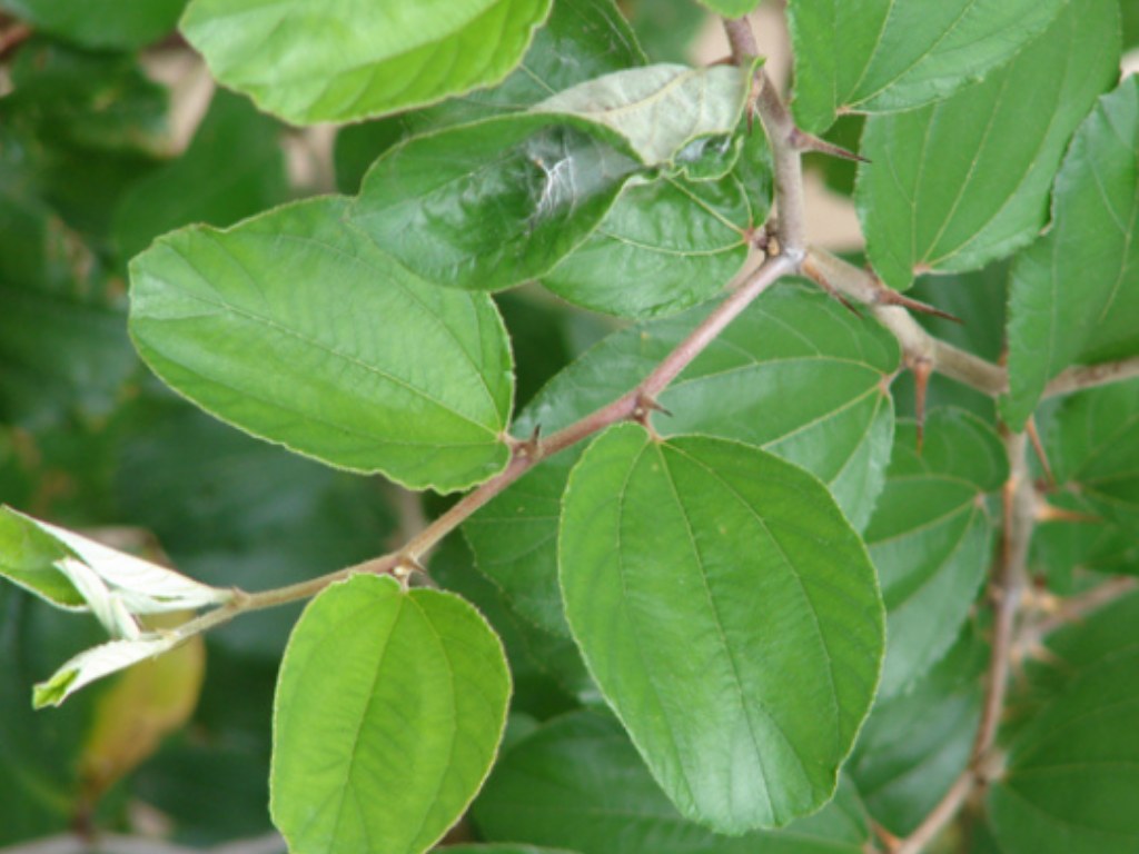 Daun Bidara