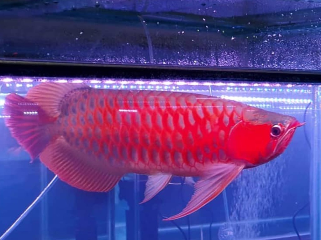 Ikan Arwana Super Red