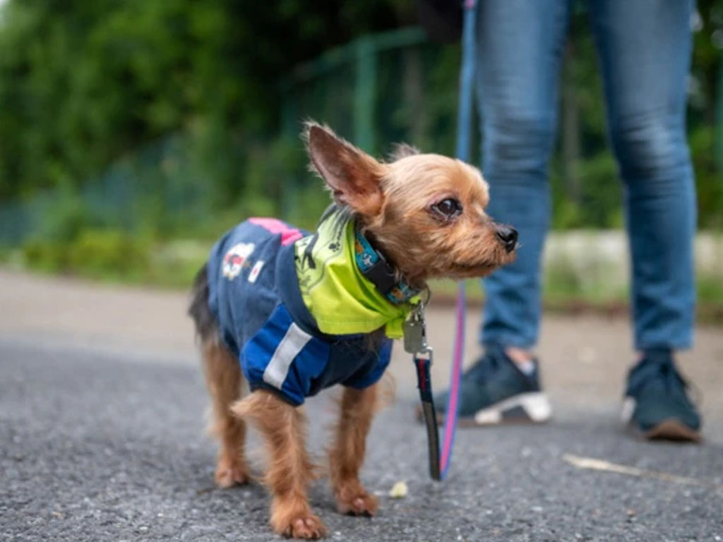 Seekor Yorkshire Terrier