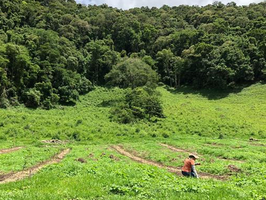 Proyek penghijauan kembali di Brasil