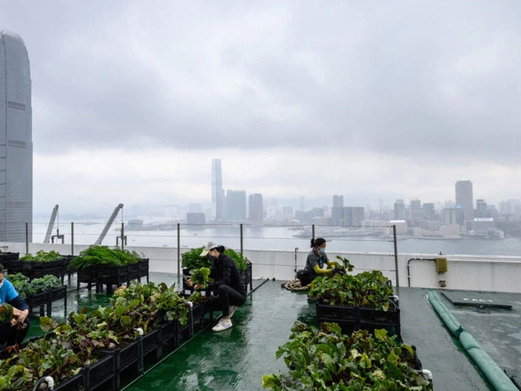 petani atap di hong kong